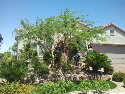 Crew trimming a mesquite tree in the desert-landscaped front yard of a Las Vegas home