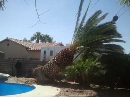 Large Canary Island date palm leaning over a backyard pool during removal in Las Vegas