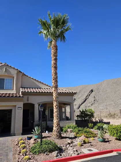 Tall Mexican fan palm towering over a Las Vegas home with mountain views and desert landscaping