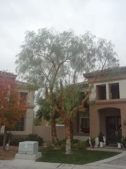 Large weeping desert tree shading a two-story Las Vegas home