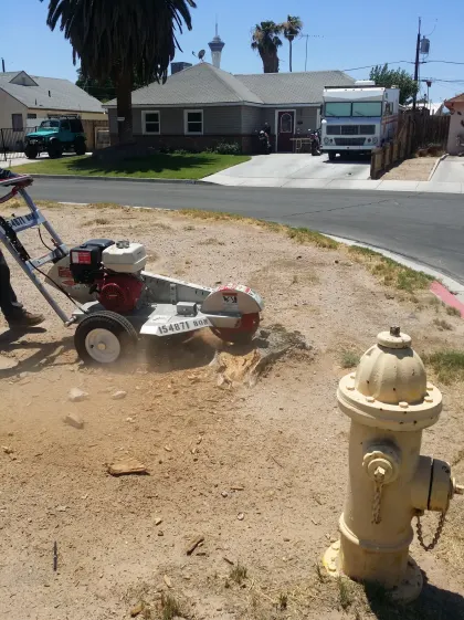 Stump grinder machine grinding a tree stump beside a fire hydrant on a Las Vegas street