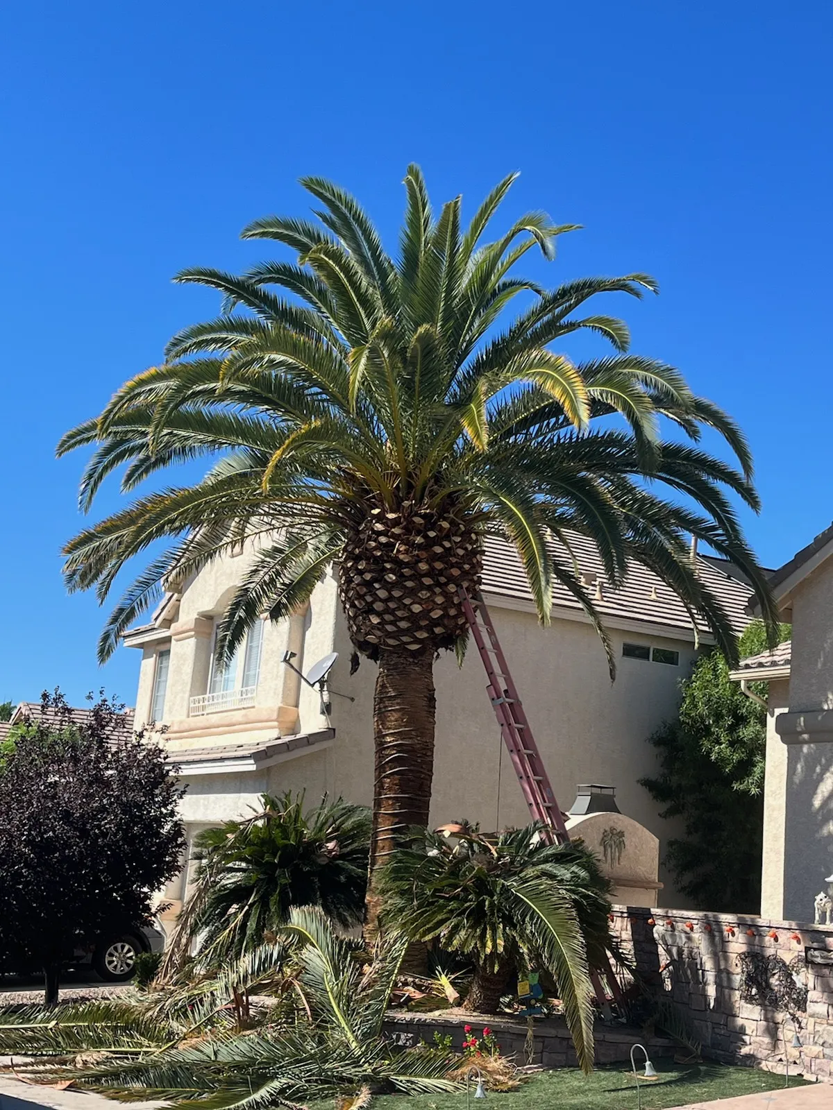 Tall Canary Island date palm trimmed from a ladder in Las Vegas